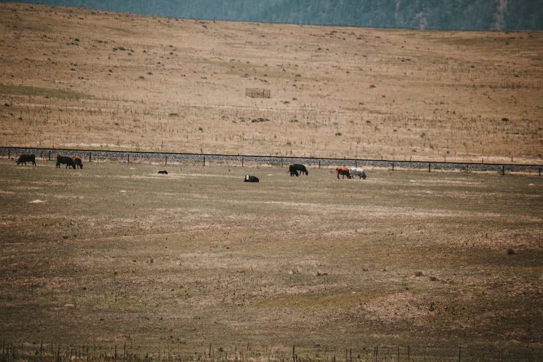 Ault CO Passport Guide: Facilities, Forms, Photos & Fees