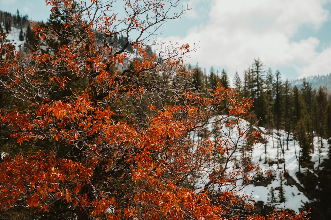 Bark Ranch, CO: Passport Application, Renewal & Replacement Guide
