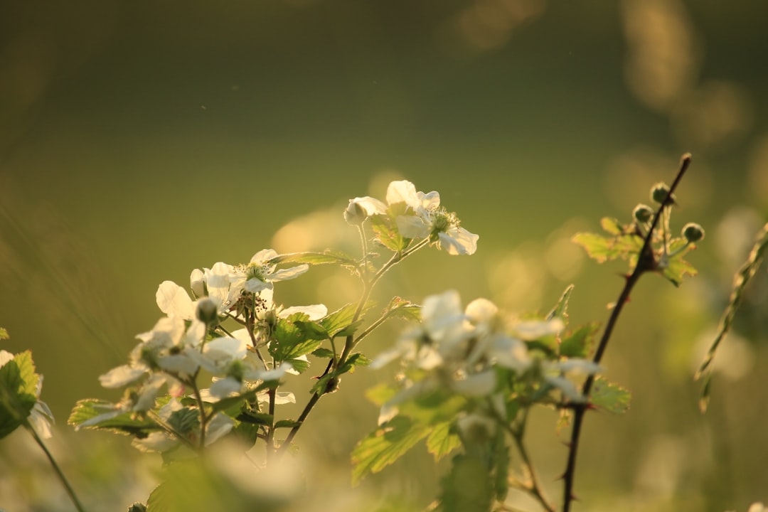 Bath WV Passport Guide: Checklist, Local POs & Steps