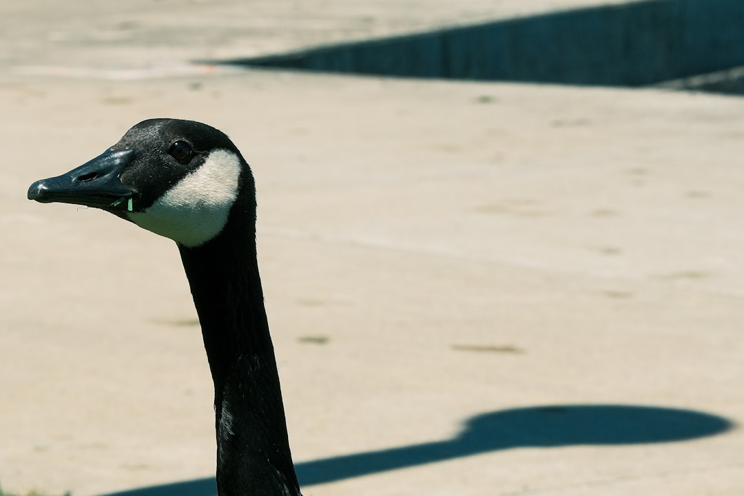 Bement IL Passport Guide: How to Apply, Renew & Facilities