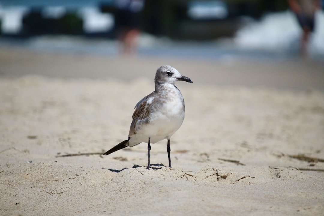 Claymont DE Passport Guide: Apply, Renew, Local Facilities