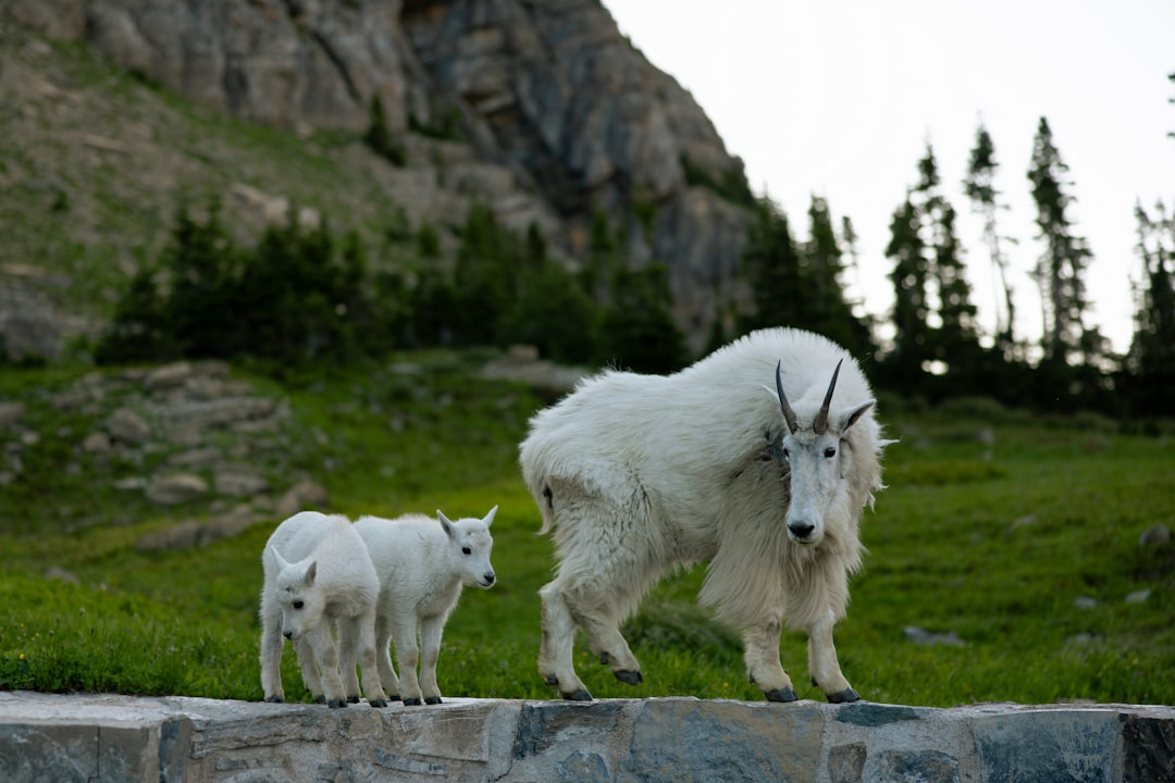 Columbia Falls, MT Passport Guide: Local Facilities, Steps, Fees