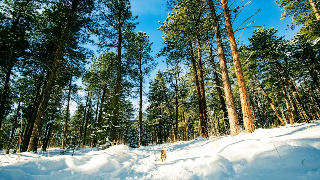 Comanche Creek, CO Passport Services: Apply & Renew Guide