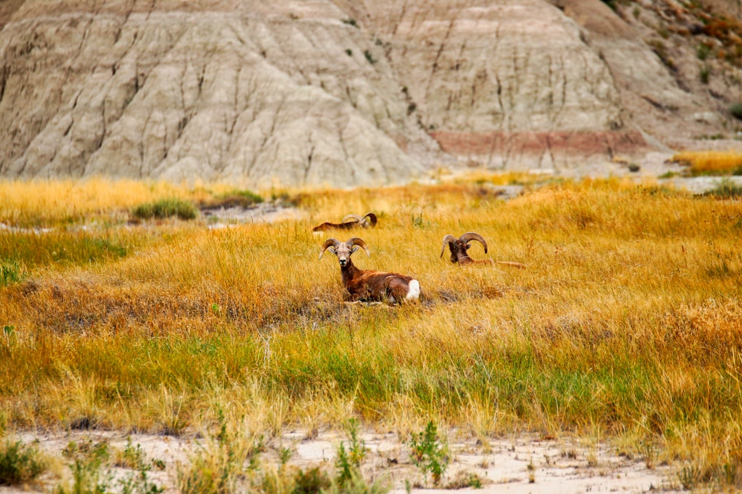 Complete Guide to Getting a Passport in Buffalo Gap, South Dakota