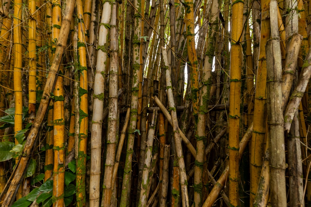 Complete Guide to Getting a Passport in Mahinahina, HI