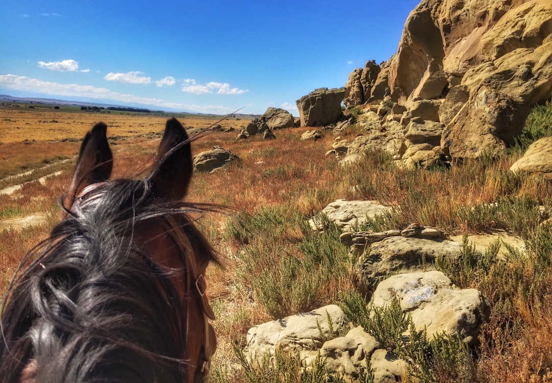 Complete Guide to Obtaining a Passport in Albany, Wyoming