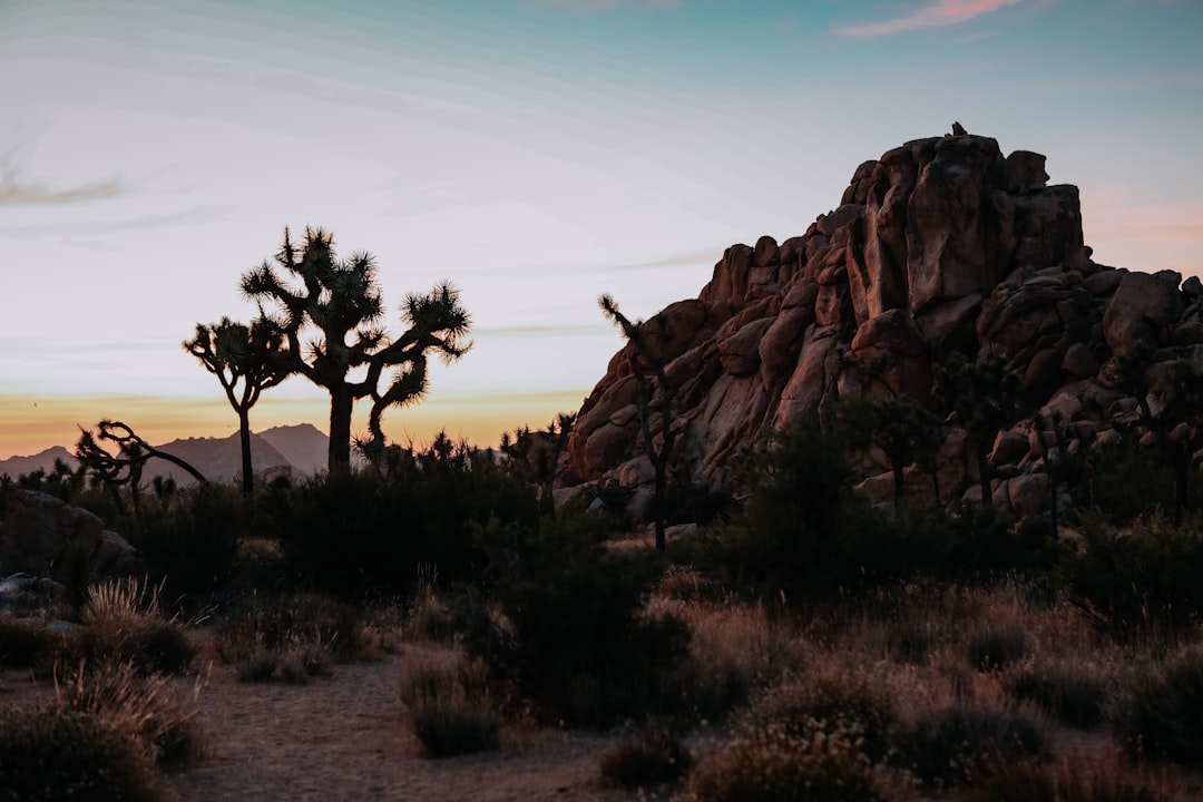 Complete Guide to Passports in Yolo, CA: Apply, Renew, Replace