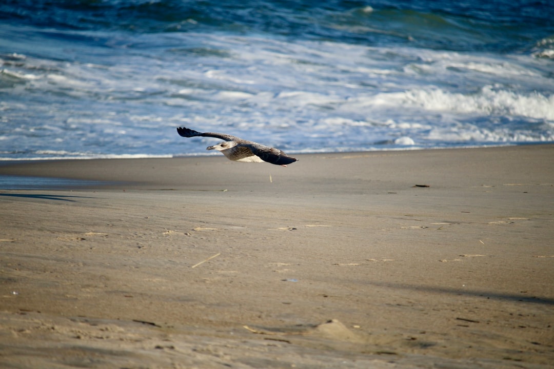 Dewey Beach, DE Passport Guide: Apply, Renew, Replace