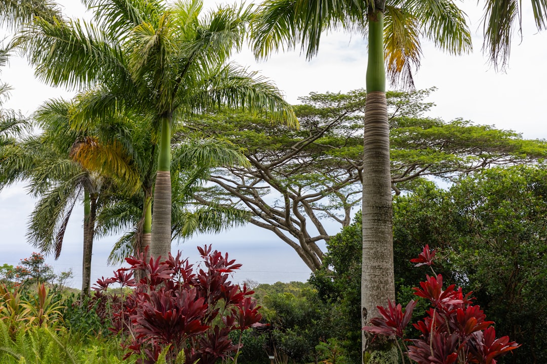 East Kapolei HI Passport Guide: Applications Renewals Replacements