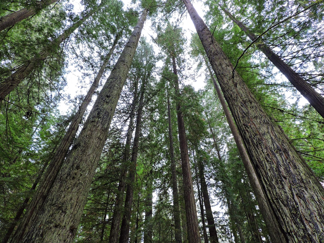 Elfin Forest CA Passport Guide: Facilities, Forms, Timelines