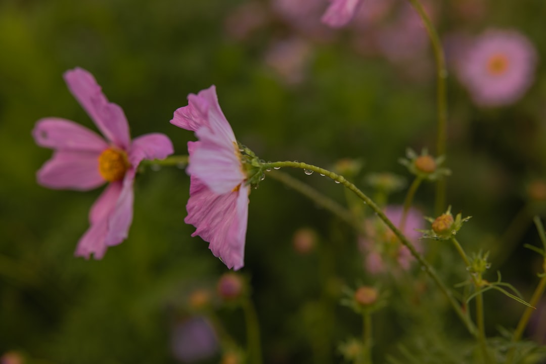 Get Passport in Halsey OR: Facilities, Forms, Renewal Guide