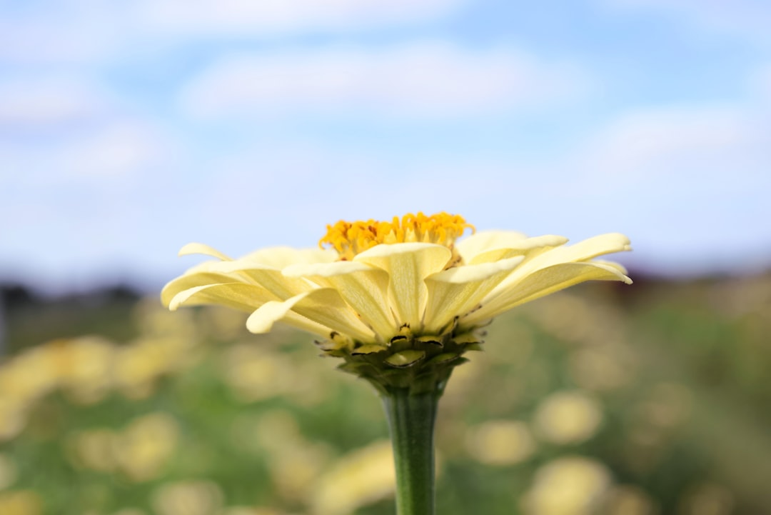 Getting a Passport in Alamo, IN: Facilities, Forms, Renewal Guide