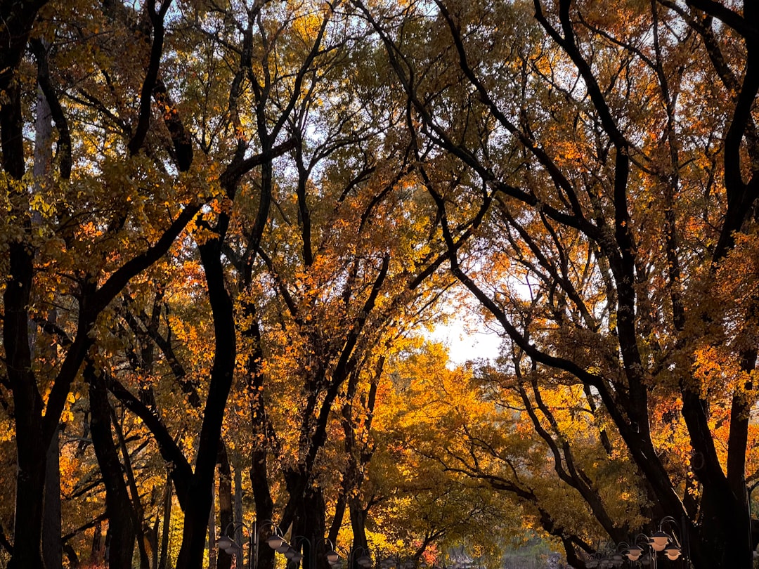 Getting a Passport in Avondale Estates, GA: Step-by-Step Guide