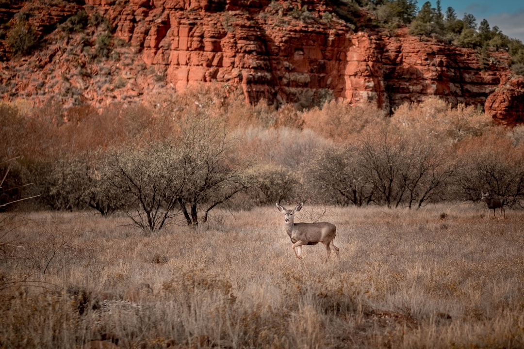 Getting a Passport in Avra Valley, AZ: Steps & Facilities