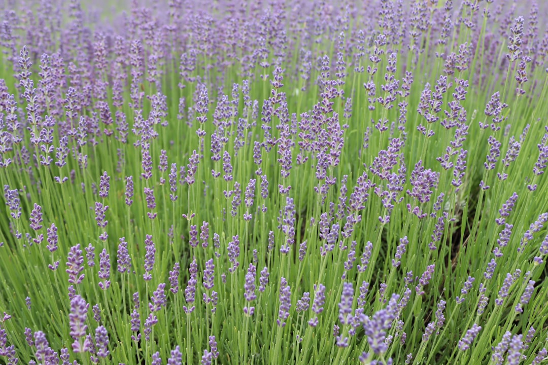 Getting a Passport in Beechwood, MI: Full Application Guide