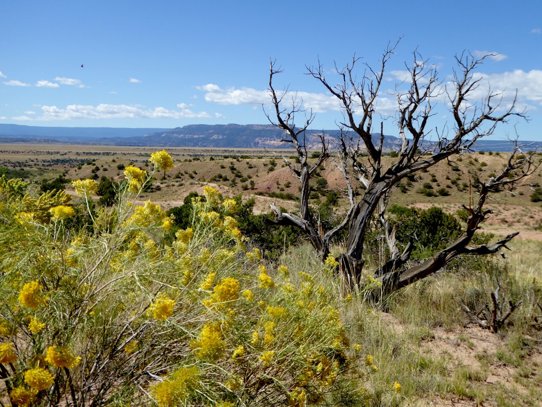 Getting a Passport in Corona, NM: Forms, Facilities & Tips