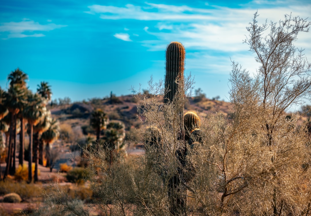Getting a Passport in Crestview, NM: Facilities & Steps