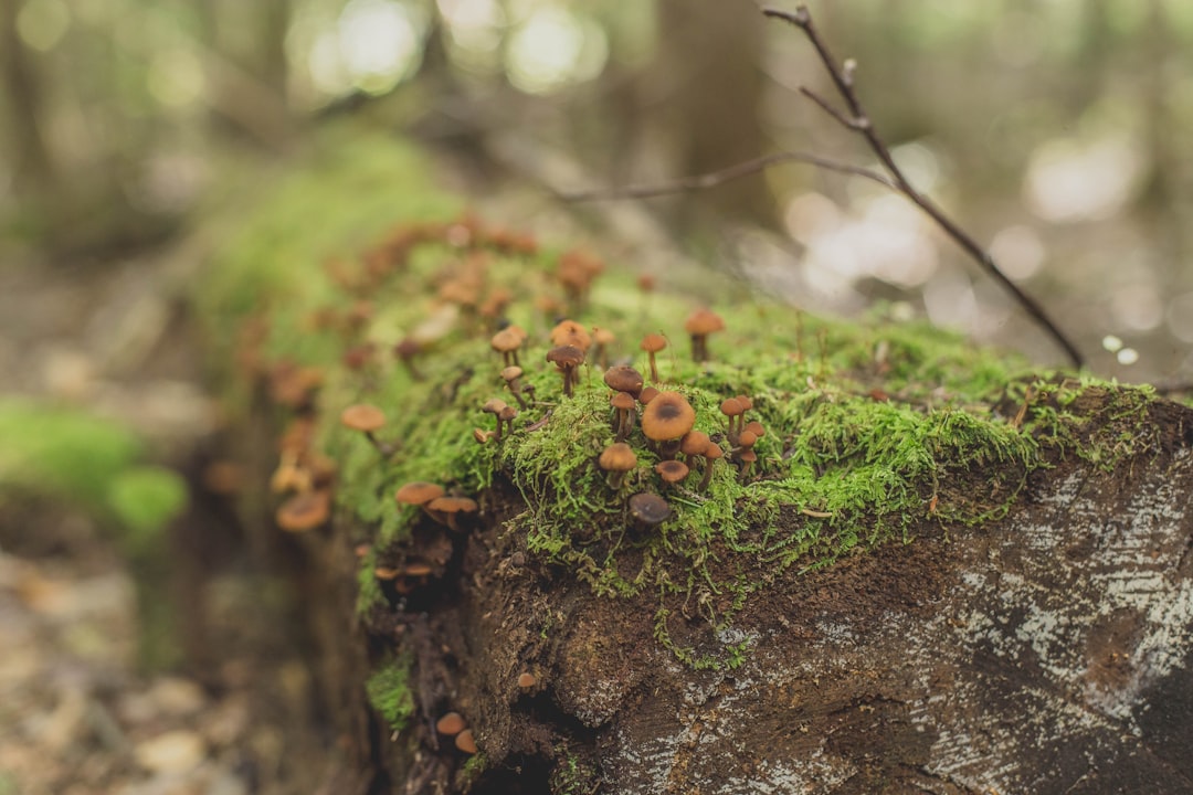 Getting a Passport in East Merrimack, NH: Step-by-Step Guide