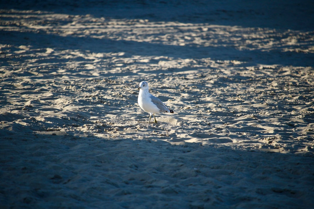 Getting a Passport in Georgetown, DE: Steps, Facilities & Tips