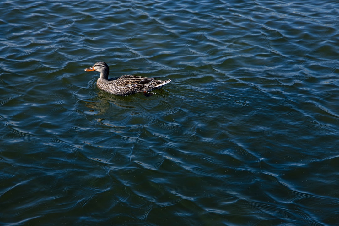 Getting a Passport in Gobles, MI: Step-by-Step Guide