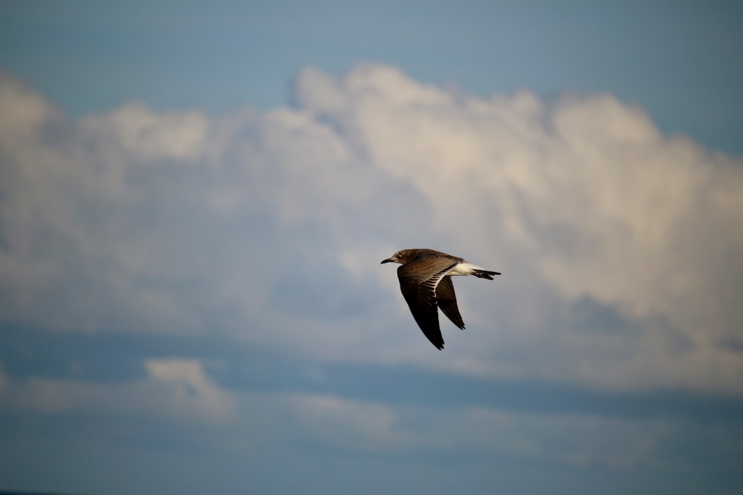 Getting a Passport in Harrington, DE: Steps, Facilities, Tips