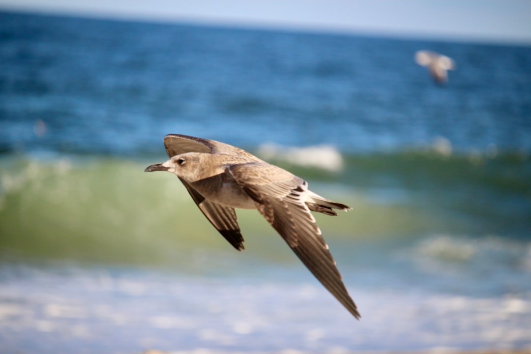 Getting a Passport in Kent Acres, DE: Steps & Facilities