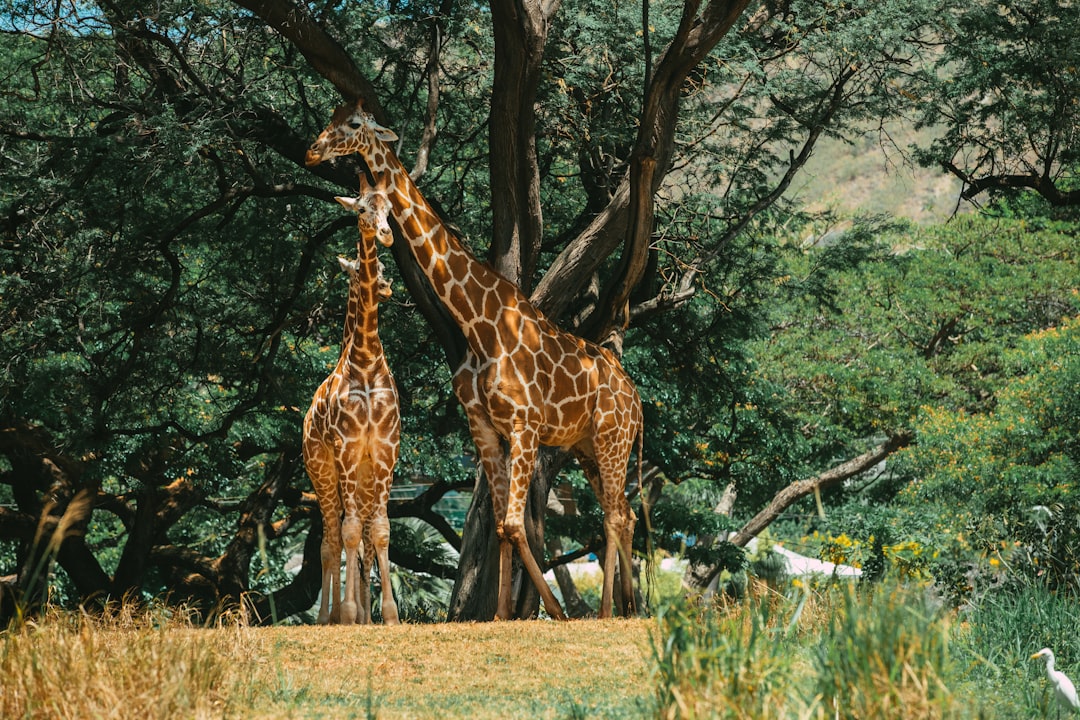 Getting a Passport in Kilauea, HI: Steps & Facilities