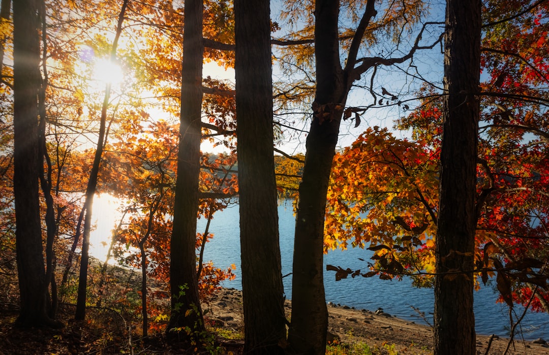 Getting a Passport in Lakeside Woods, CT: Steps & Tips