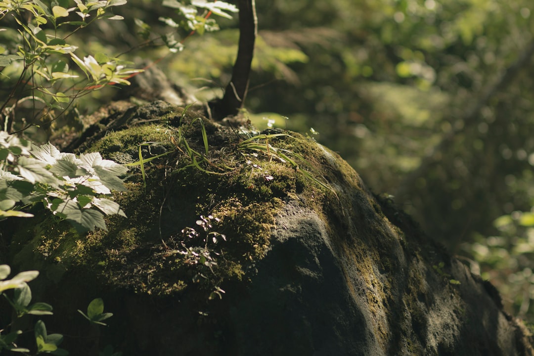 Getting a Passport in Lewiston, ID: Facilities, Fees, Tips