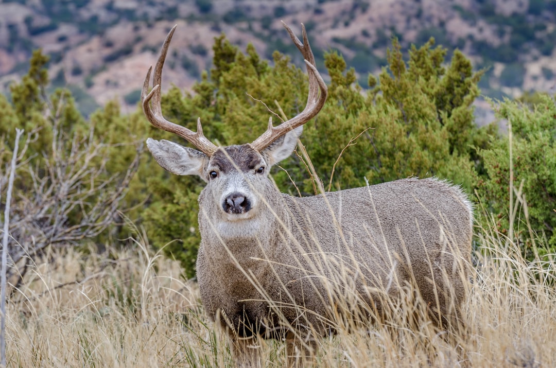 Getting a Passport in Linn, TX: Step-by-Step Local Guide