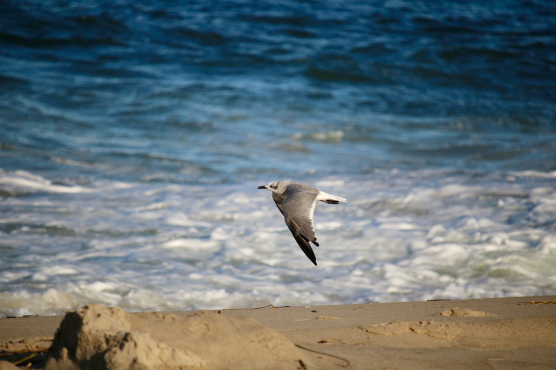 Getting a Passport in Long Neck, DE: Steps & Facilities