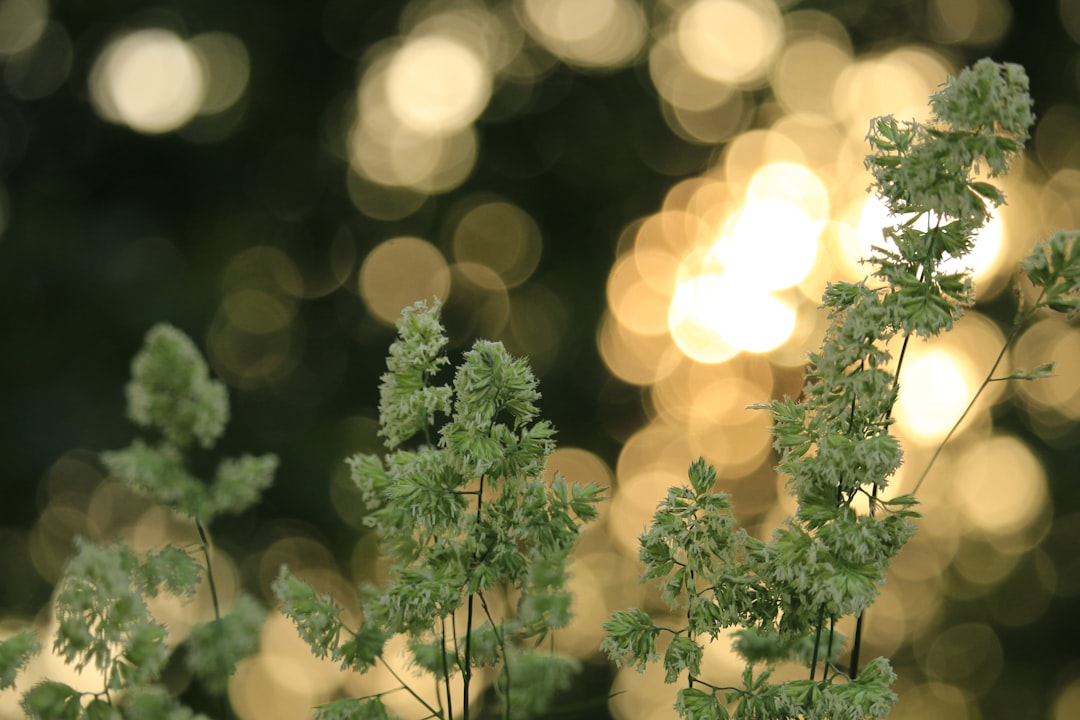 Getting a Passport in Midlothian, VA: Forms, Facilities, Timeline