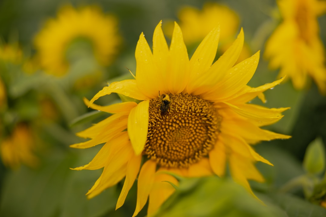 Getting a Passport in Mosier, OR: Facilities, Forms & Tips