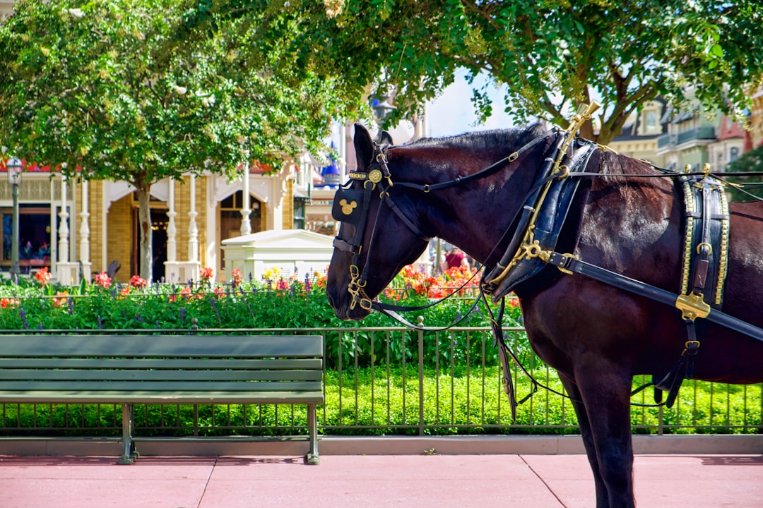 Getting a Passport in Ona, FL: Steps, Forms & Facilities