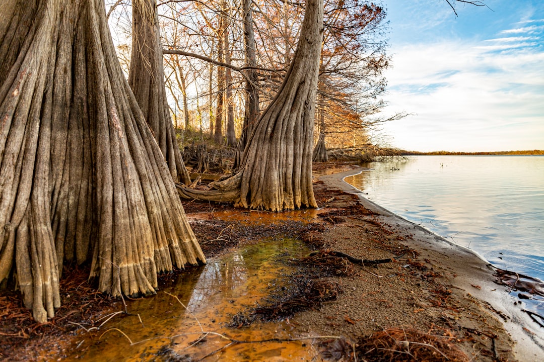 Getting a Passport in Ovett, MS: Steps, Locations, Fees Guide