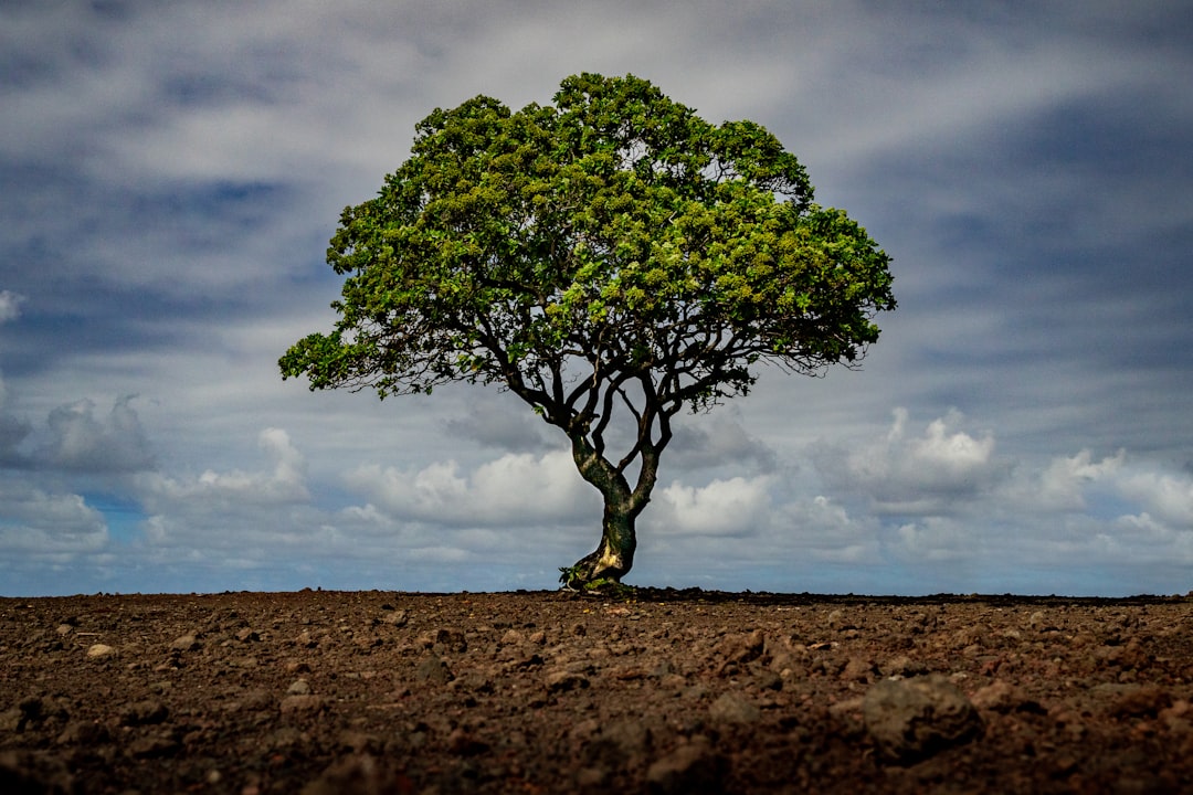 Getting a Passport in Poipu, HI: Steps & Local Facilities