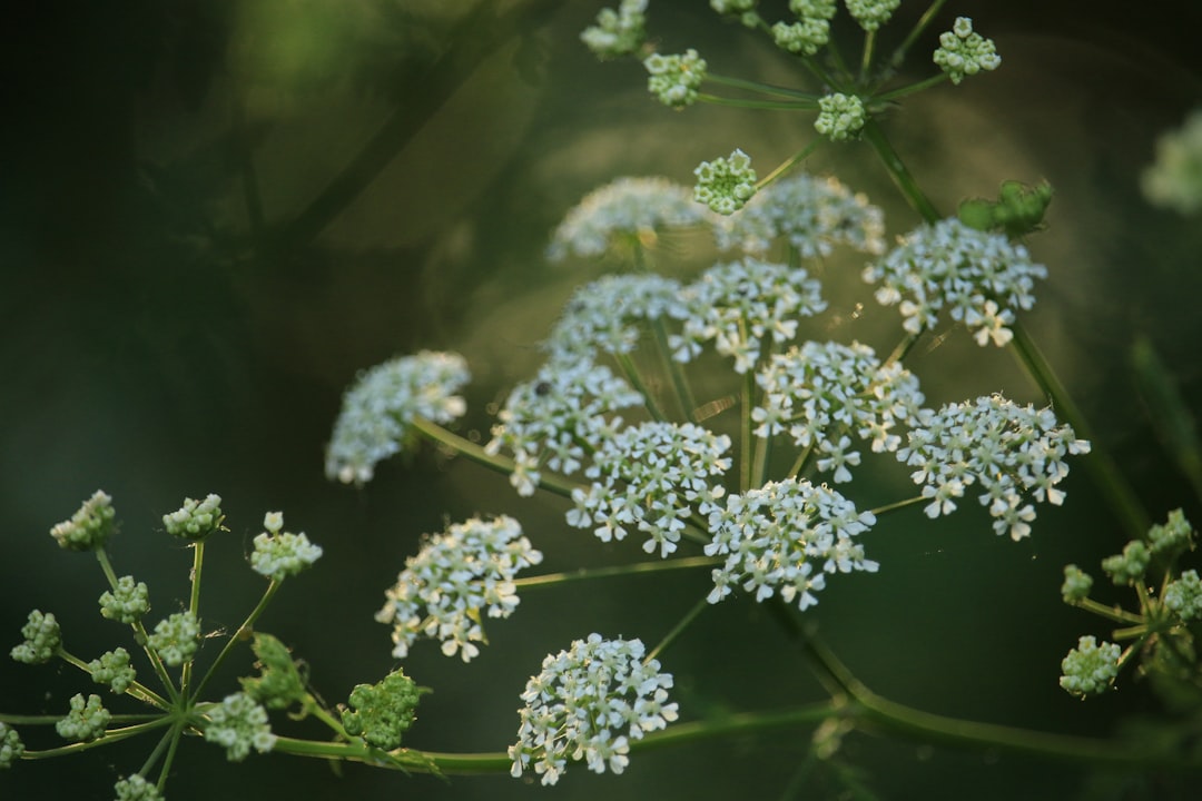 Getting a Passport in Romney, WV: Complete Guide & Tips