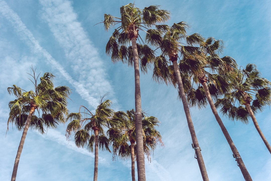 Getting a Passport in Sebastopol, CA: Step-by-Step Guide