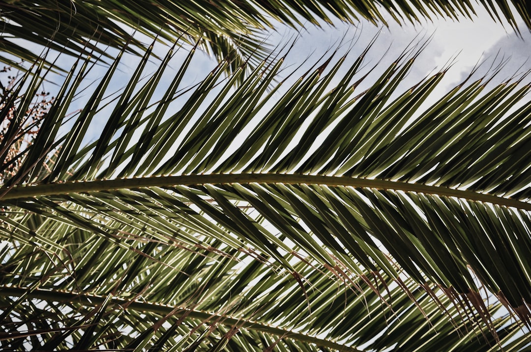 Getting a Passport in Somis, CA: Forms, Facilities, Steps