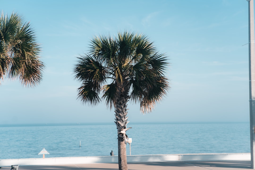 Getting a Passport in South Toledo Bend, TX: Guide & Facilities