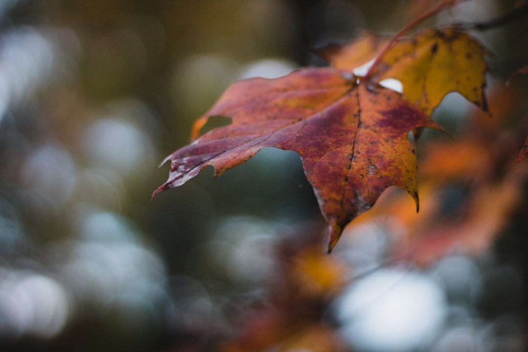 Getting a Passport in Whitehouse, OH: Steps, Facilities & Tips