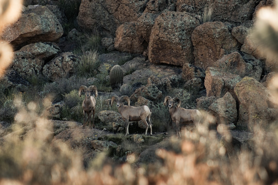 Getting a U.S. Passport in Campo Bonito, AZ: Step-by-Step Guide