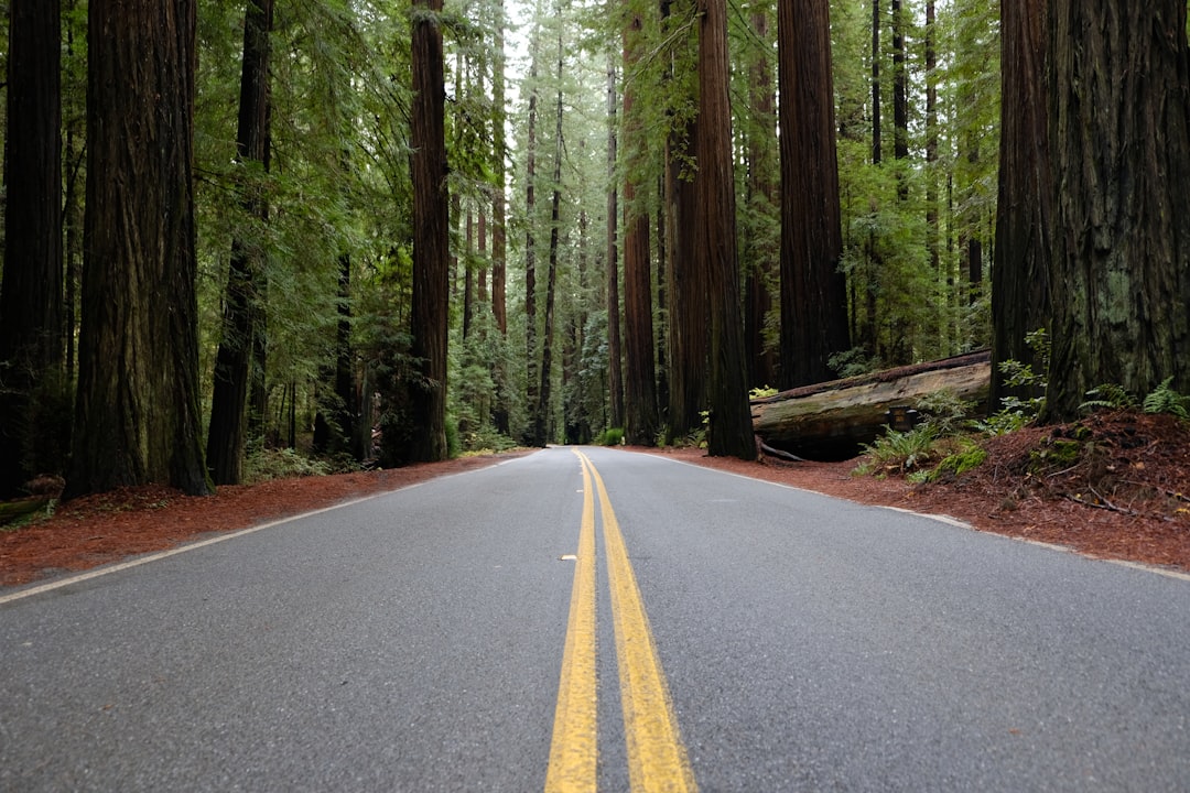 Getting a U.S. Passport in Coffee Creek, CA: Step-by-Step Guide