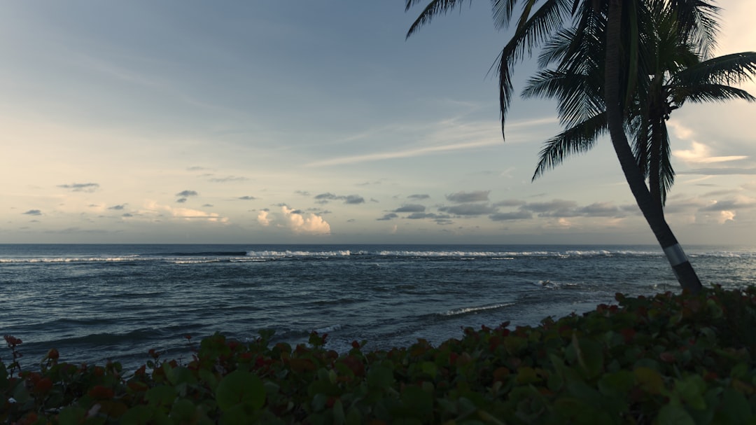 Getting a U.S. Passport in Hato Arriba, PR: Facilities & Forms Guide