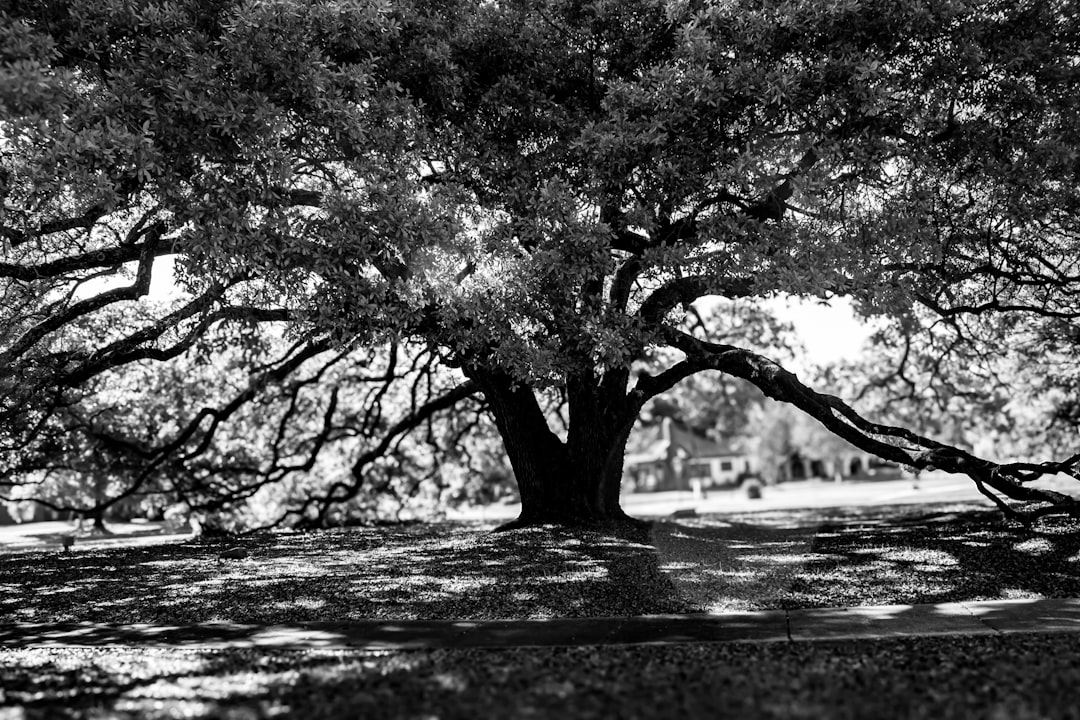 Getting Your Passport in Flora, MS: Forms, Facilities & Tips