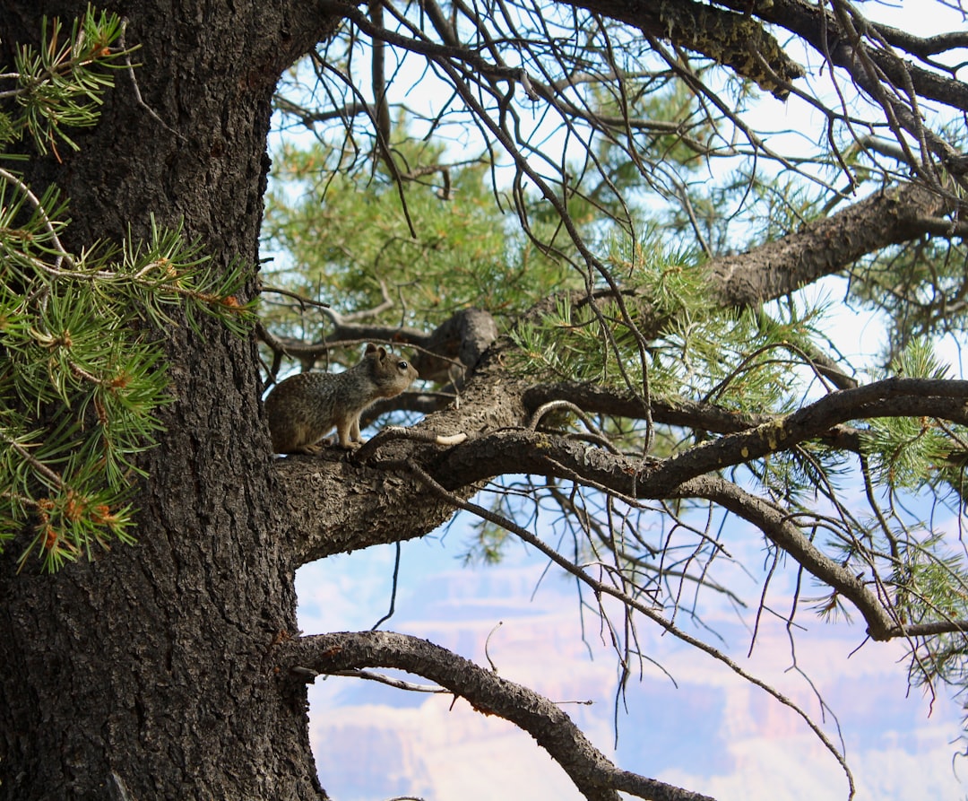 Guide to Getting a Passport in San Manuel, AZ: Steps & Facilities