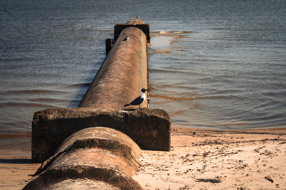 Guide to Passports in Gulfport MS: Facilities Steps Renewals