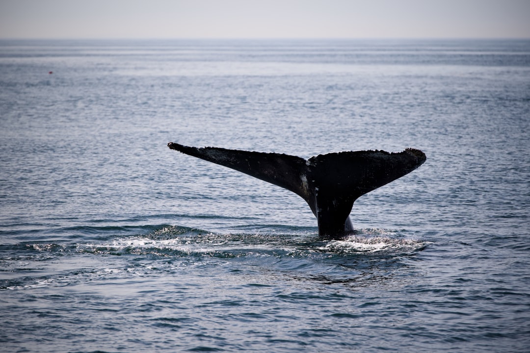 Guide to Passports in Littleton Common, MA: Apply or Renew