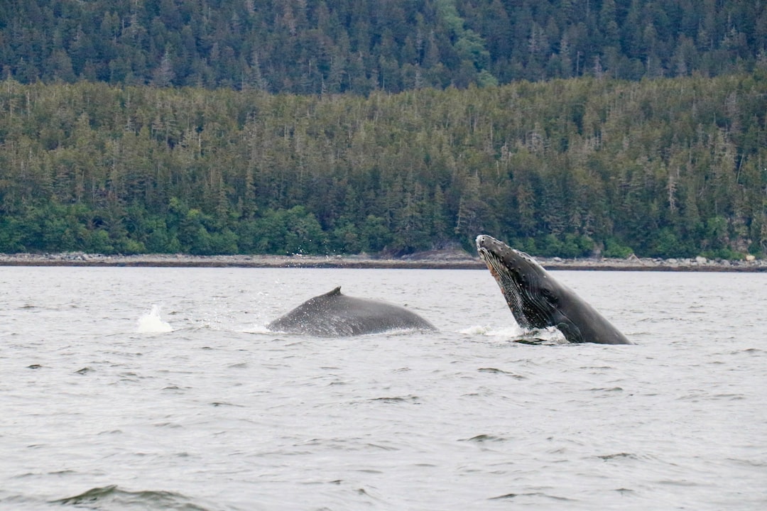 Guide to Passports in Tuluksak, AK: Bethel Travel & Steps