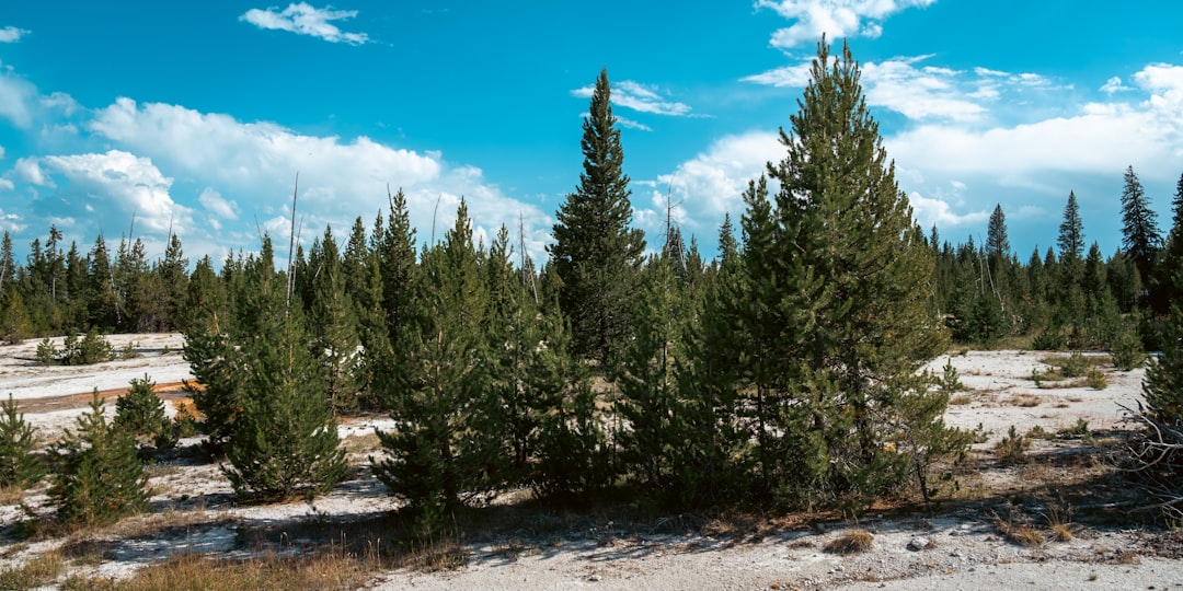How to Get a Passport in Albin, WY: Facilities, Forms & Tips